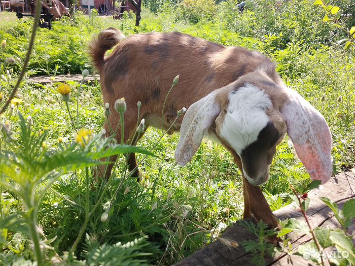 Нубийский козлик