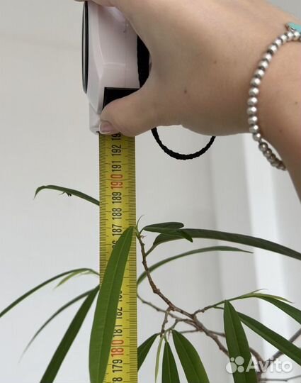 Фикус бенджамина али 1,80м