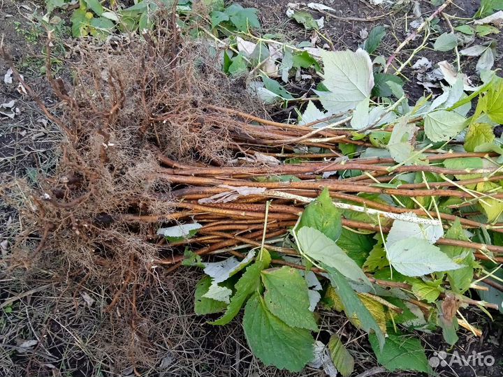 Саженцы ремонтантной малины