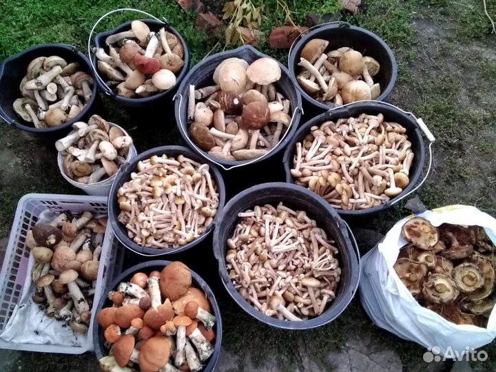 Грибы свежие:опята, подосиновики,коровники