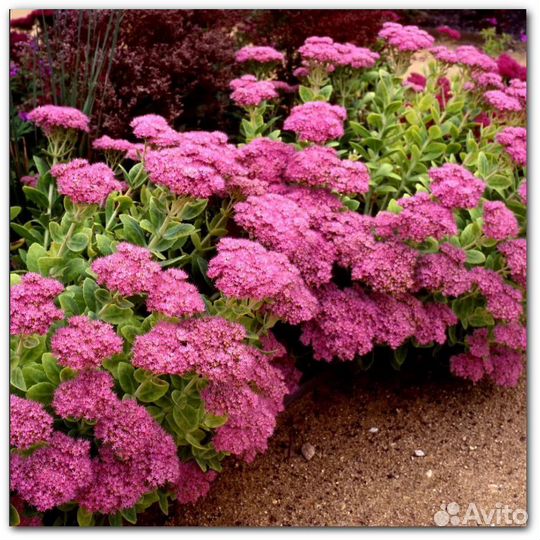 Многолетние цветы