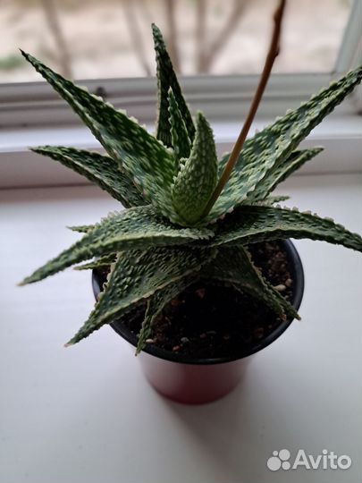 Суккуленты