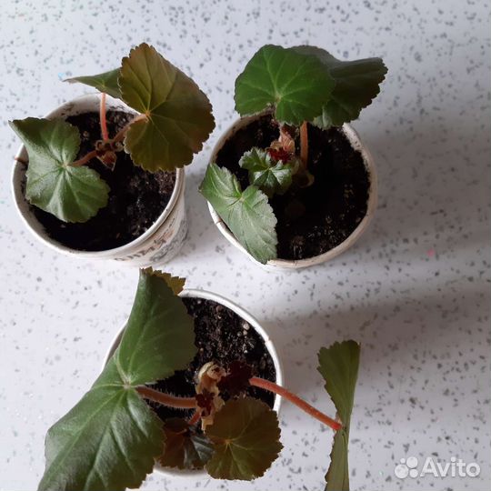 Бегония элатиор