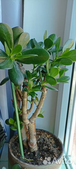 Денежное дерево Толстянка