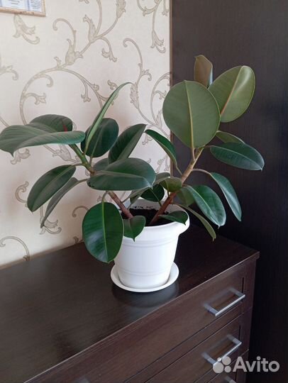 Фикус каучуконосный
