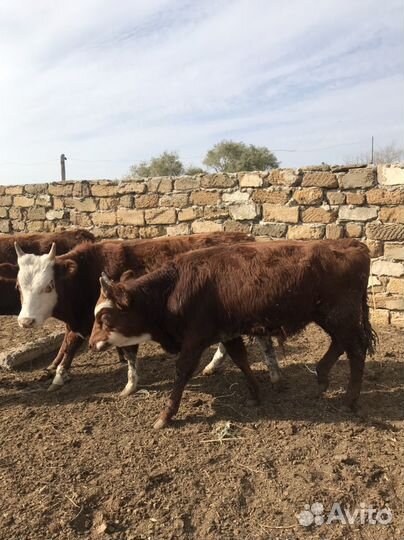 Бычки на откорм