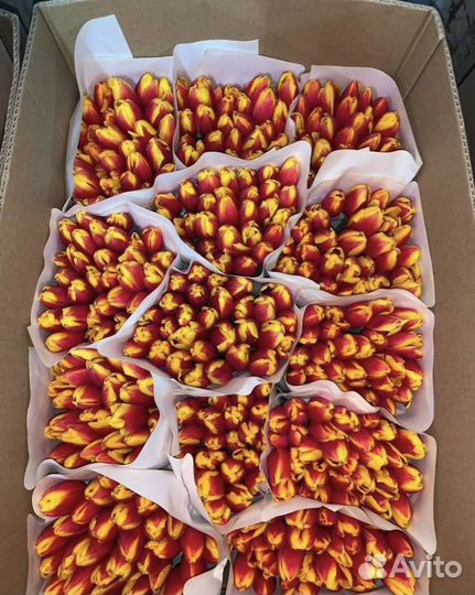 Тюльпаны к 8 марта оптом