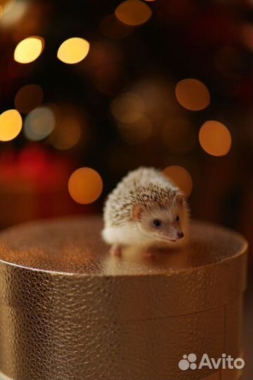 Красивый самец ежик вязка