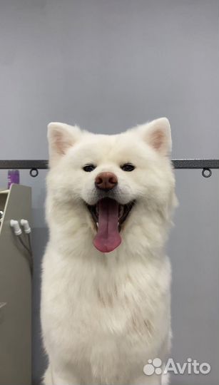 Вязка собак