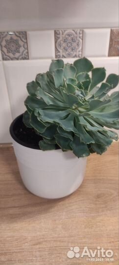 Суккуленты