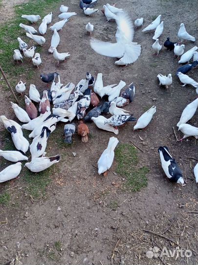 Сибрайт петушки. Пишите, Голуб Бакинец узбек курч
