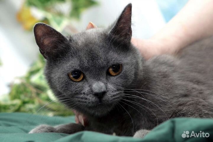 Котик ищет себе семью