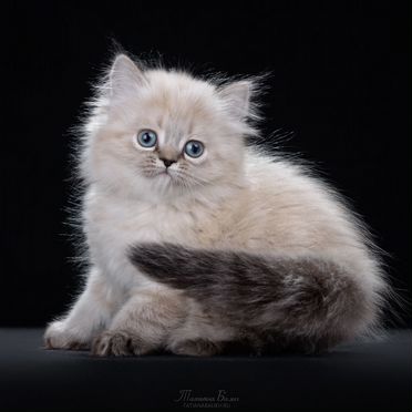 Менуэт длинношёрстный котёнок