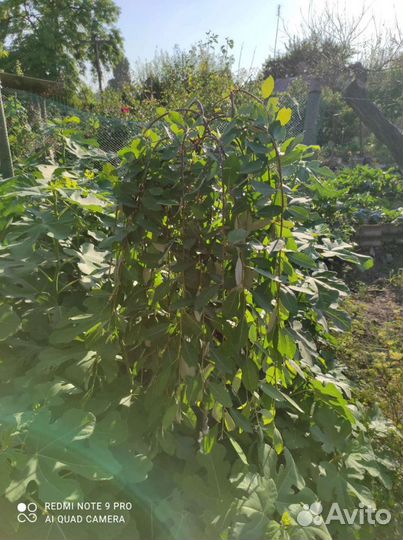 Плакучая Верба Опт-розница