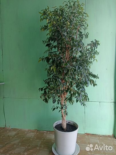 Комнатные цветы фикус бенджамина