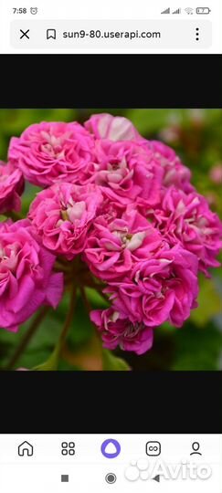 Герань пеларгония