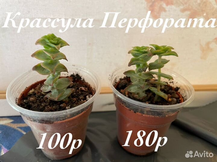 Крассулы разные