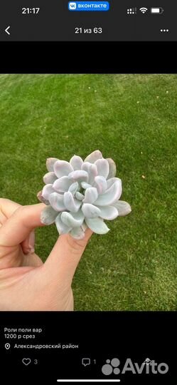 Сукуленты разные