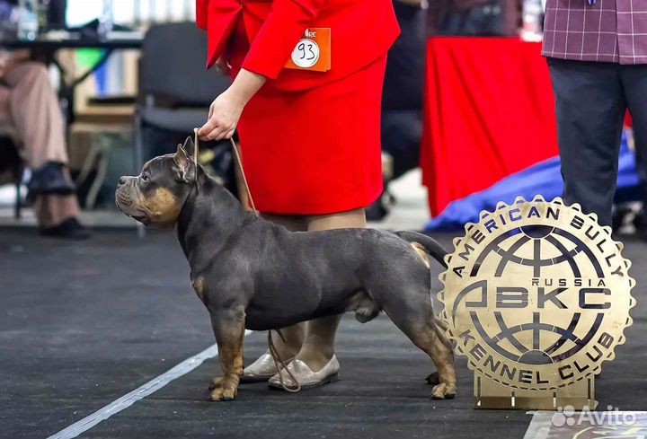 Американский булли вязка