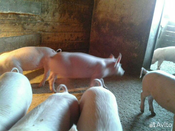 Поросята крупная белая