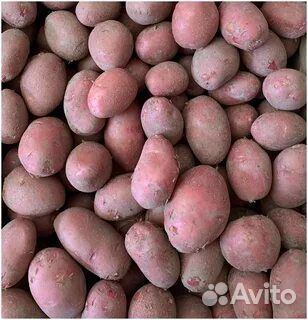 Продам картофель