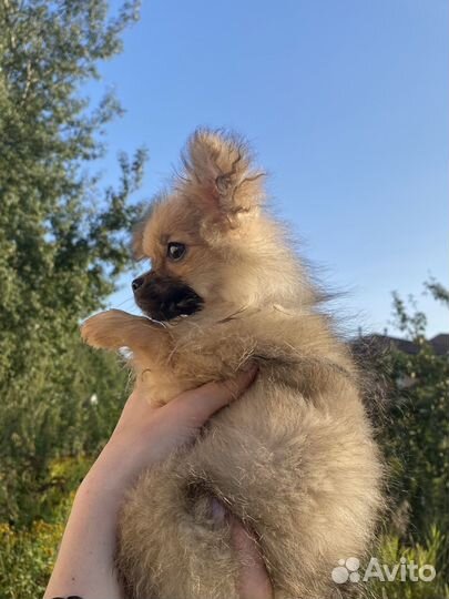 Длинношерстные чихуахуа