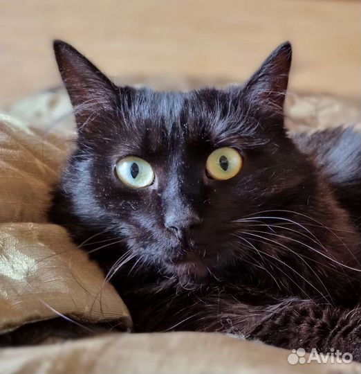 Черная ангорская кошка