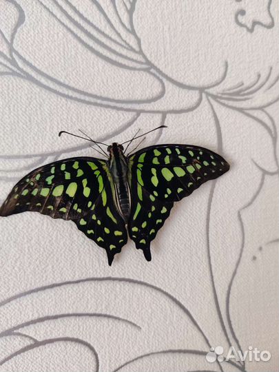 Бабочкарий