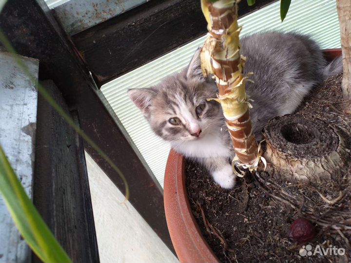 Отдам котёнка в добрые руки(бесплатно)