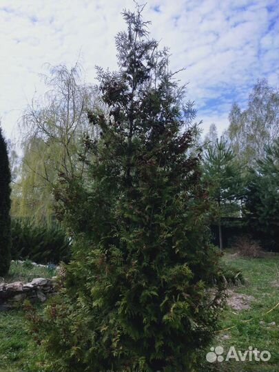 Туя смагард 4 метра
