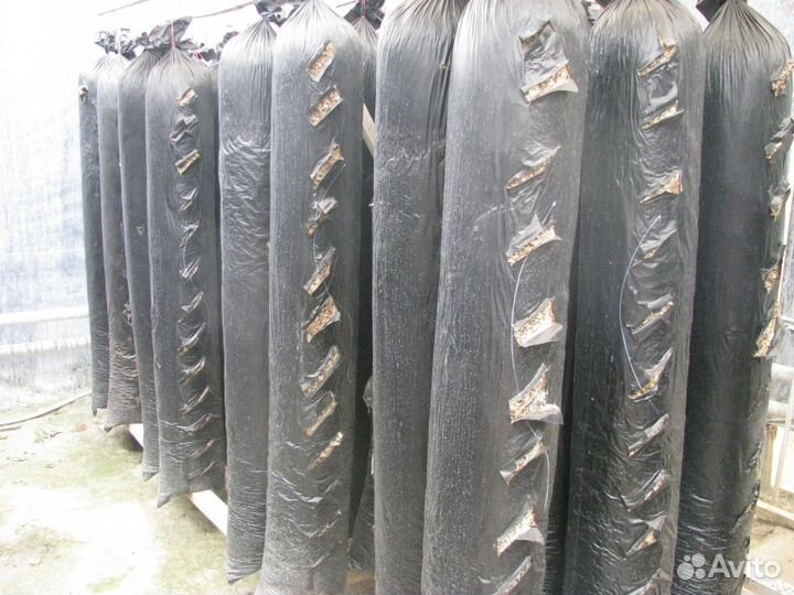 Отработанные грибные блоки