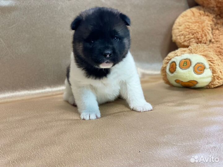 Продам щенков