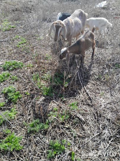 Коза, козлята