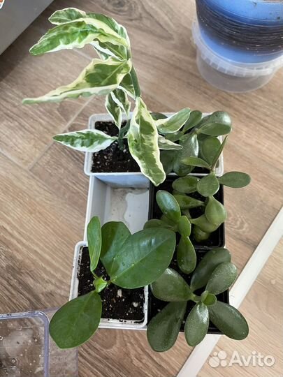 Цветы домашние