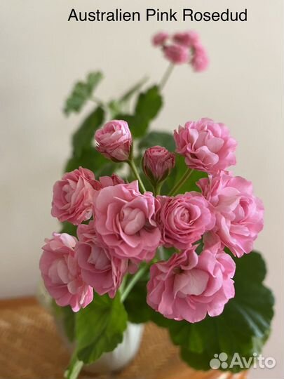 Пеларгония Жывые розы(условно) в горшочке