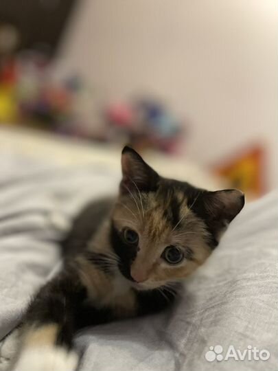 Котенок