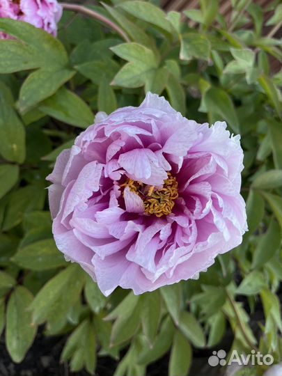 Зеркальный фотоаппарат canon eos ds126181