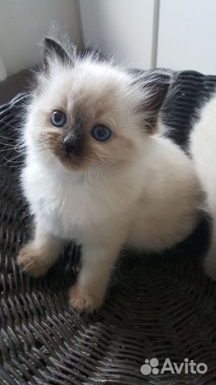 Тайский котенок девочка