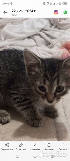 Кошки в добрые руки бесплатно