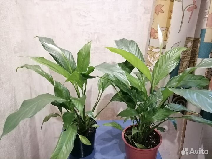 Спатифиллум. Комнатные растения