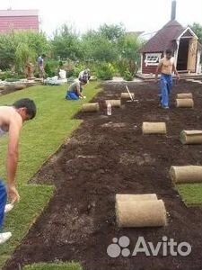 Продажа Рулонного газона