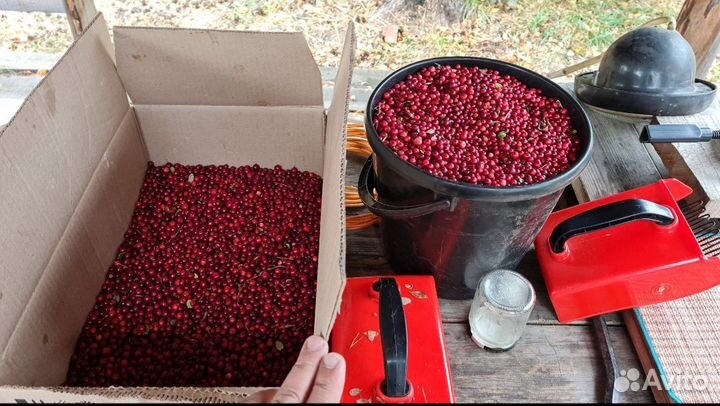 Совок для сбора ягод