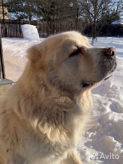 Алабай в дар