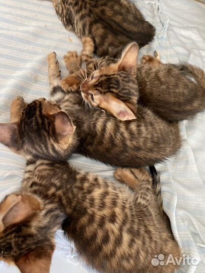 Тойгер Котята и кошки Тигры