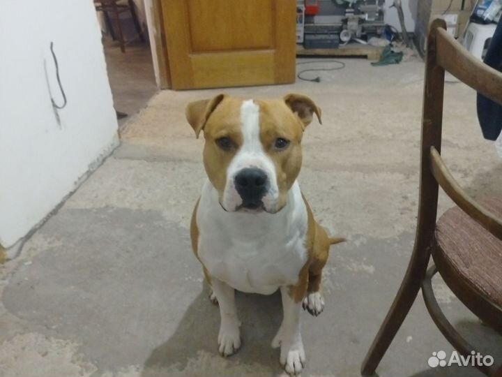 Ищу невесту