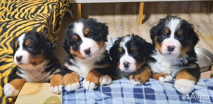 Щенки Бернский зенненхунд