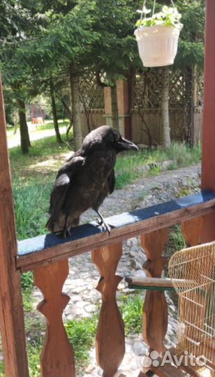 Птенцы черного ворона