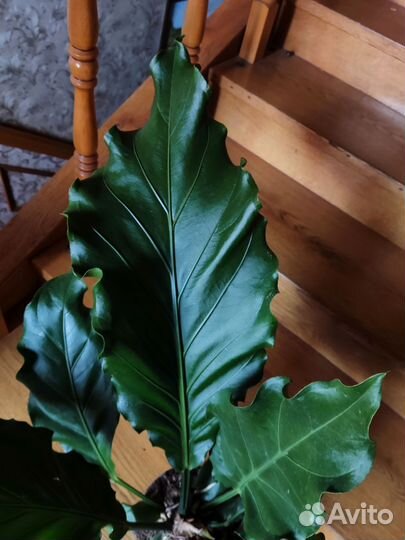 Антуриум Плаумани Шторм