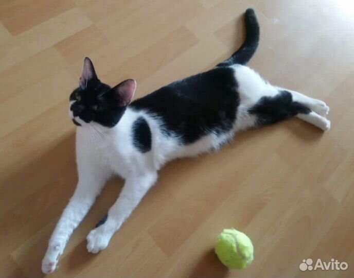 Ласковый котенок в добрые руки