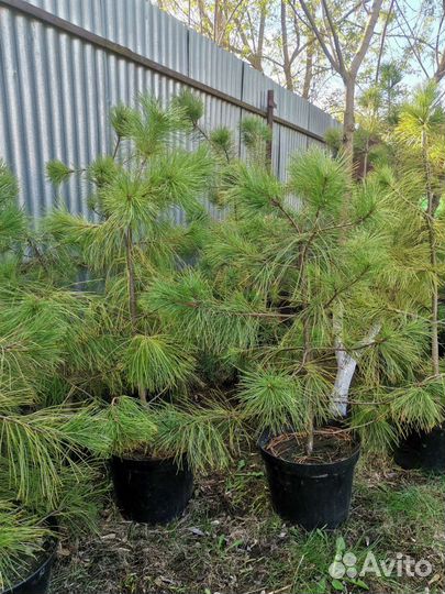 Саженцы хвойных растений
